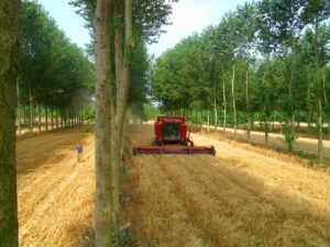 Agroforestry field with tree rows and a combine harvesting a cereal crop.