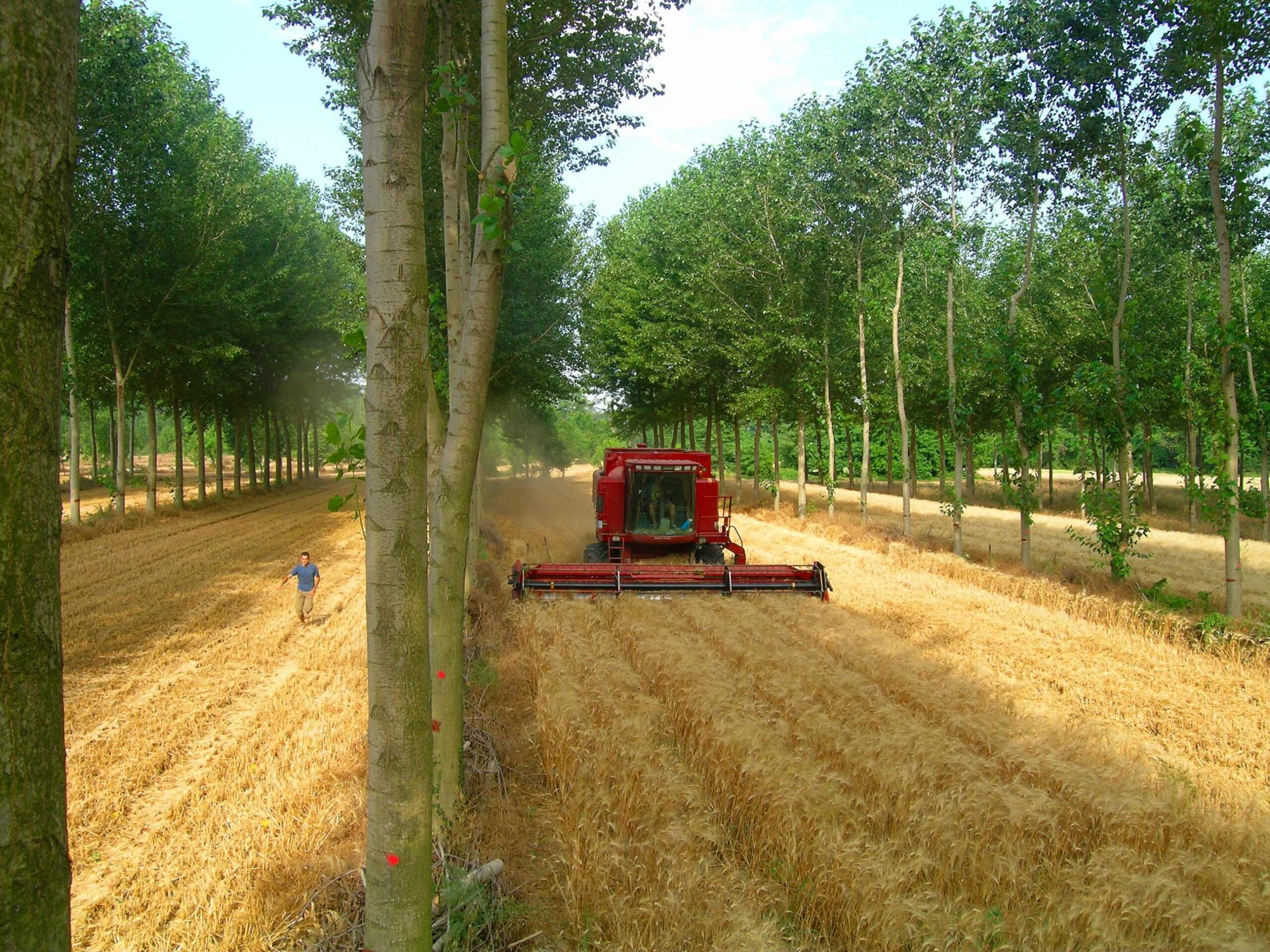 Agroforestry field with tree rows and a combine harvesting a cereal crop.