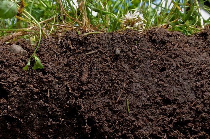 soil, health, wealth, woilfoodweb, carbon, organic matter