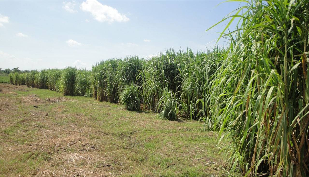 napier grass perennial biomass crop