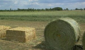 Perennial grass biomass crop in a European agricultural landscape.