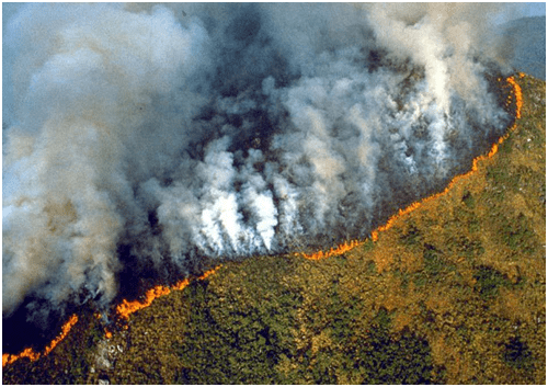 Regeneration, biomass and wildfire reduction models