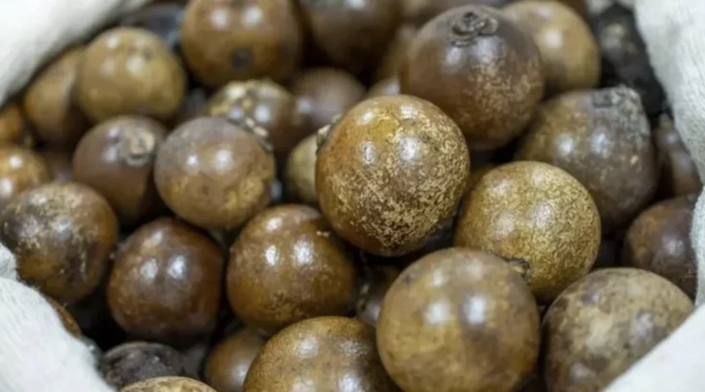 Macaúba seeds for dedicated SAF feedstock in Brazil