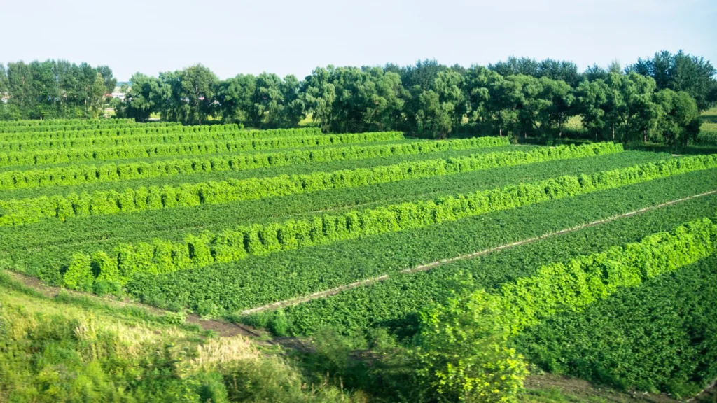 Agroforestry landscape representing perennial feedstock development for SAF in Brazil.