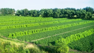 Agroforestry landscape representing perennial feedstock development for SAF in Brazil.