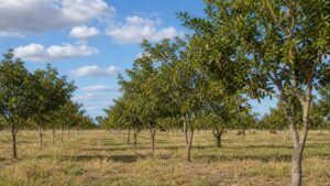 Conceptual Pongamia tree rows integrated with pasture and cattle in a dry subtropical silvopasture system.