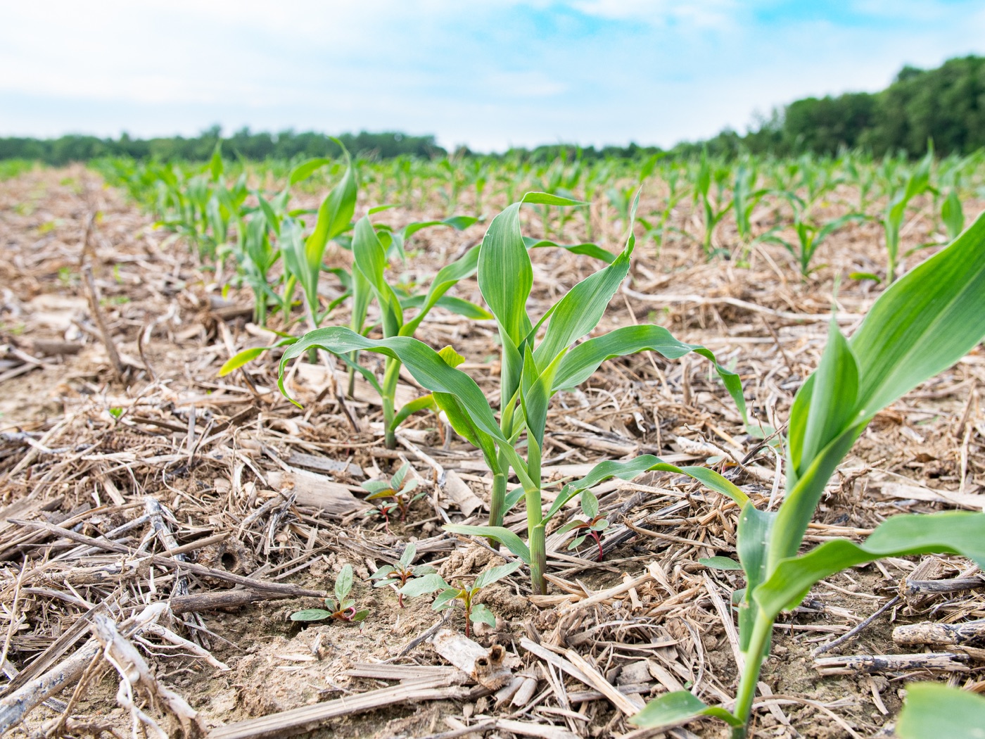 Young crop planting material established in residue mulch