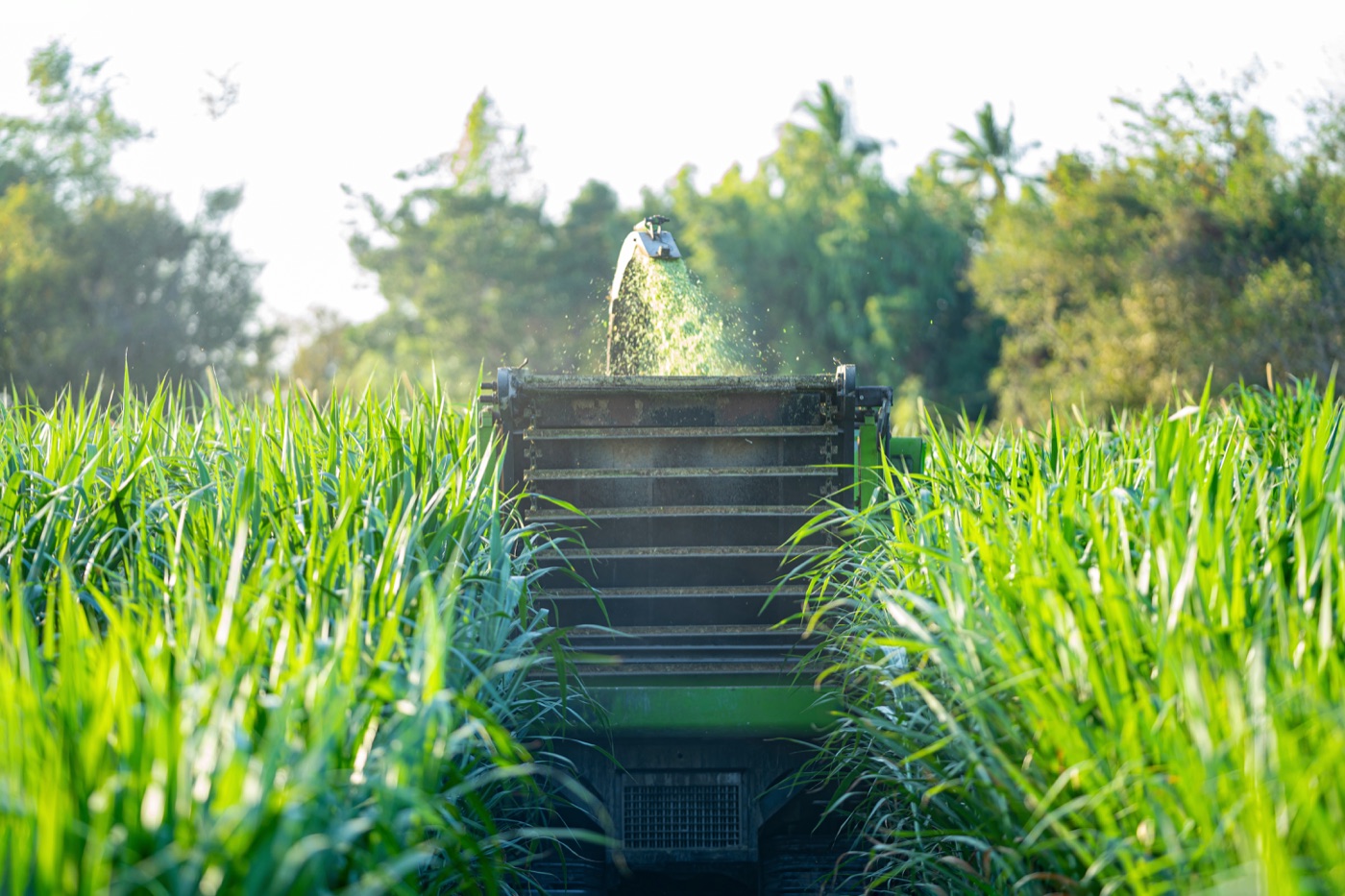 Irrigation and field infrastructure operating in a tall biomass crop