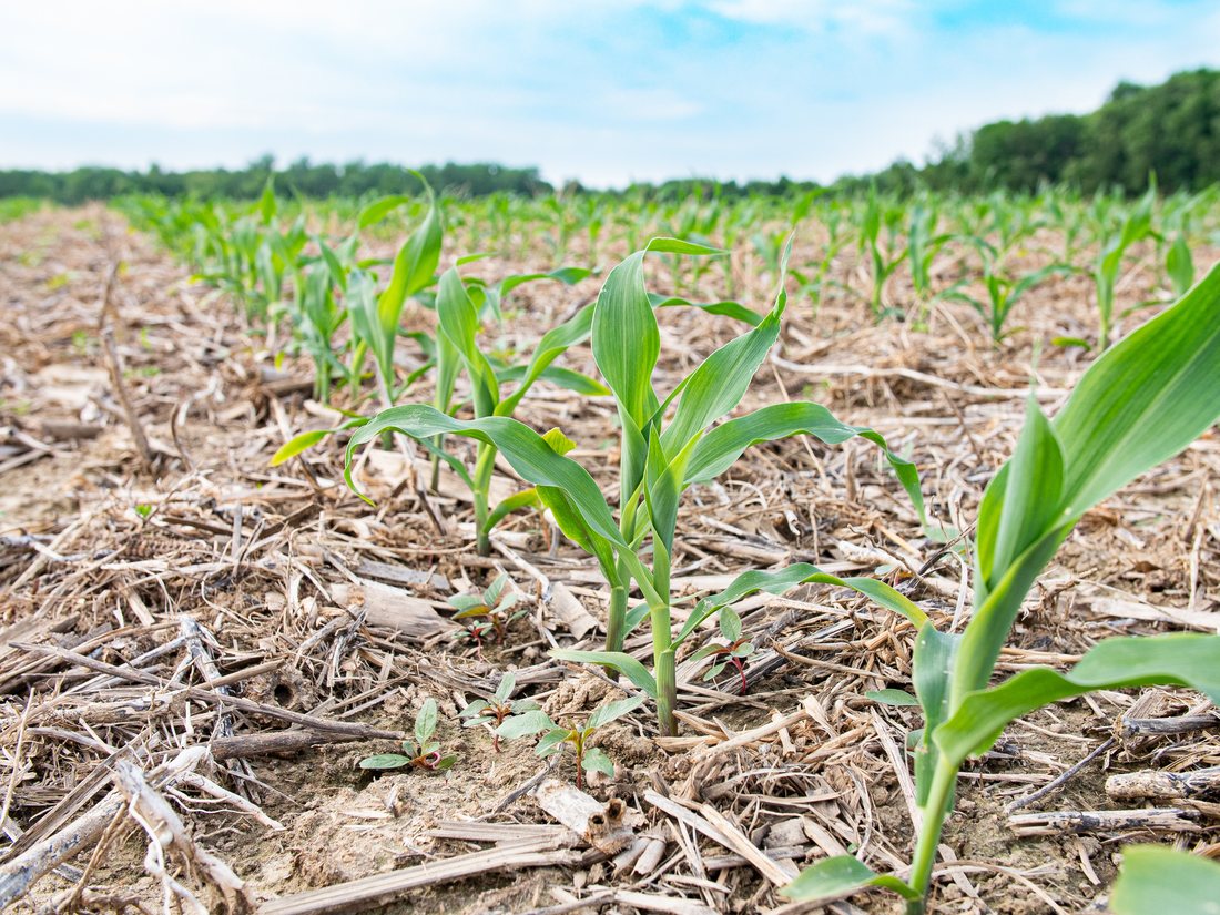 Agro-industrial facility considered for residue utilisation and decarbonisation