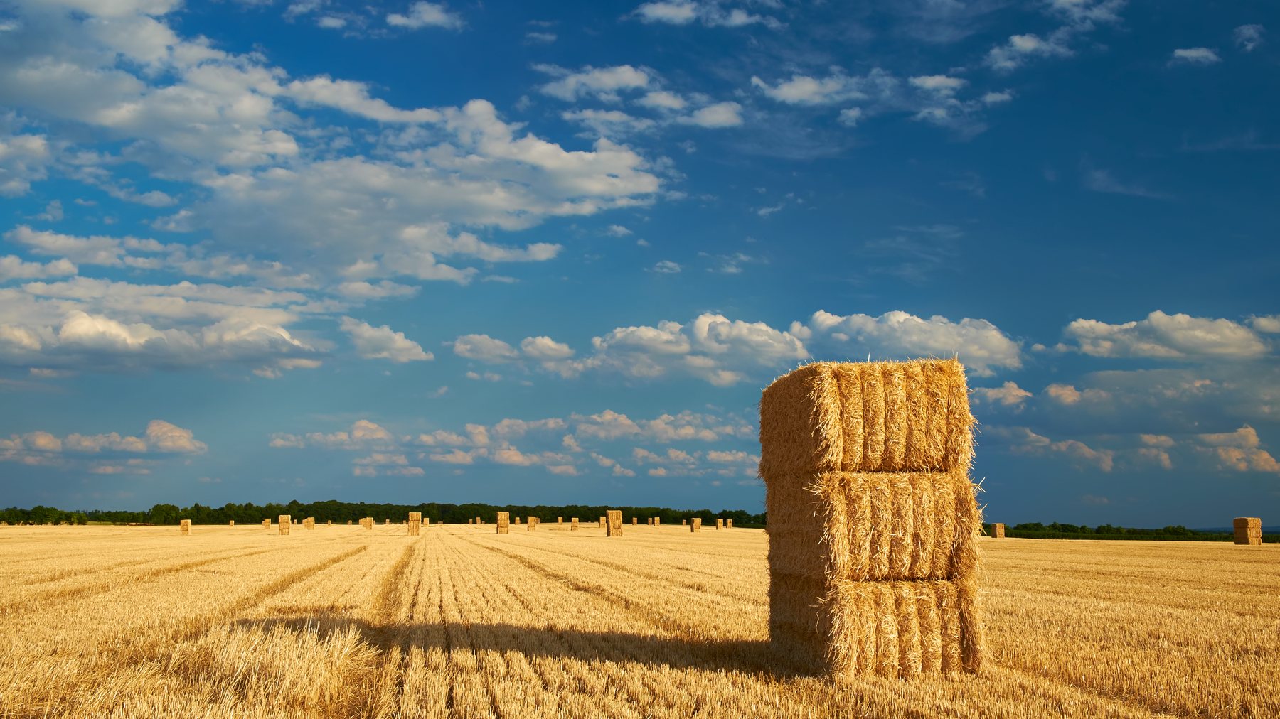 Campo agrícola para contexto de consulta de proyecto