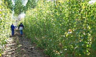 Agricultural facility and land context used for biomass project review