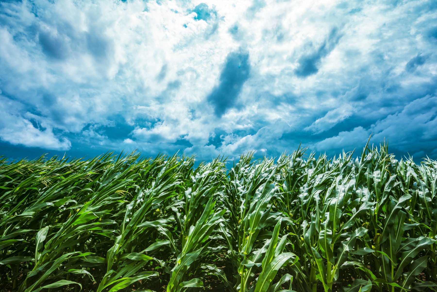 Campo agrícola para evaluación de tierras y cultivos