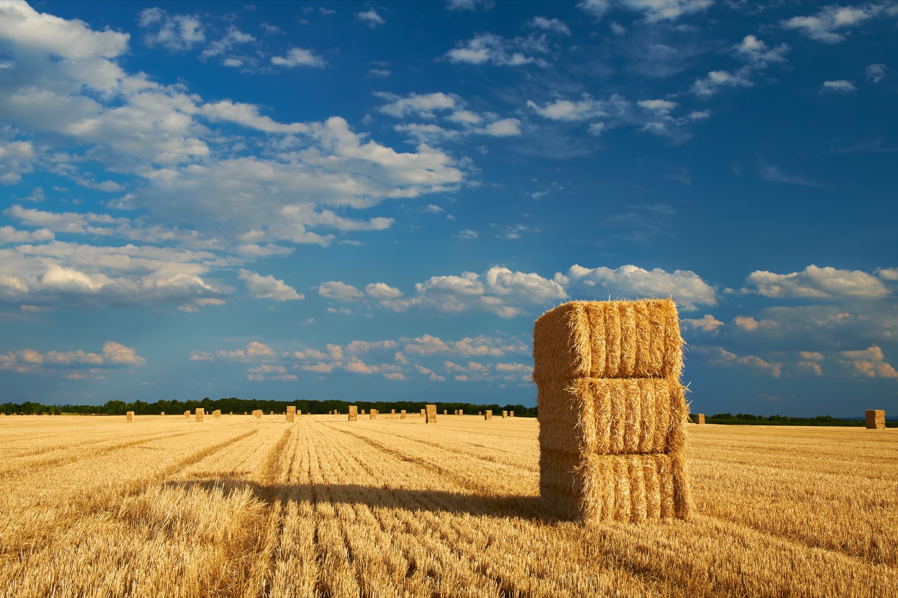 Biomass bales in field