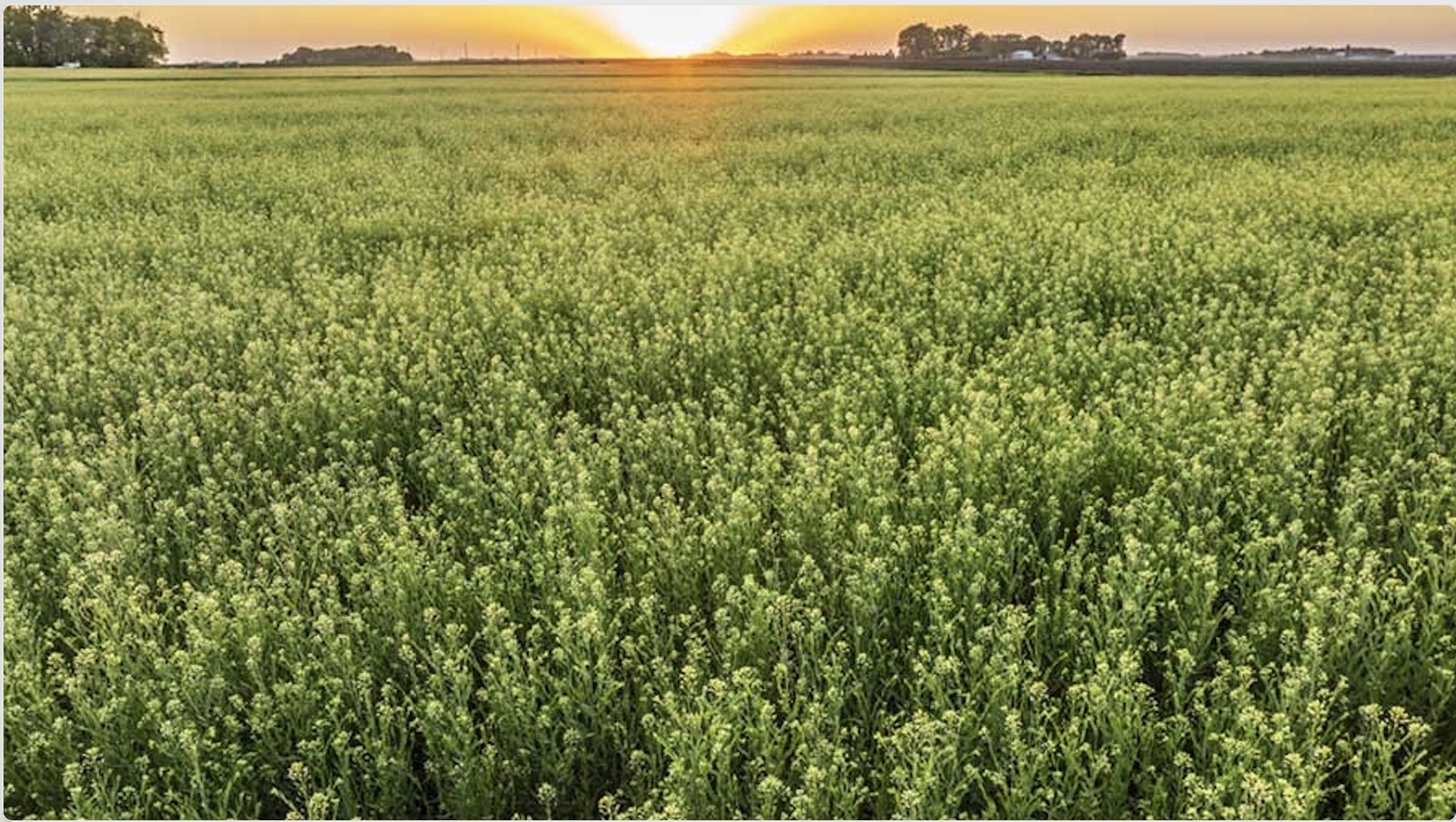 False flax Camelina sativa exhibition field at Biskupin Archaeological Museum in Poland.