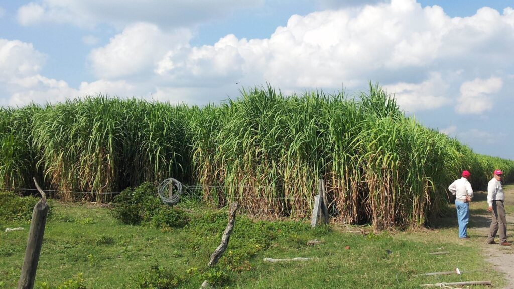 Standing Napier or elephant grass plantation with two field visitors beside the crop in Mexico