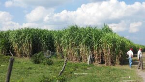 Standing Napier or elephant grass plantation with two field visitors beside the crop in Mexico