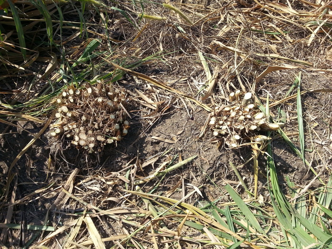 Cut stools and harvest residues in a perennial cane-type grass field
