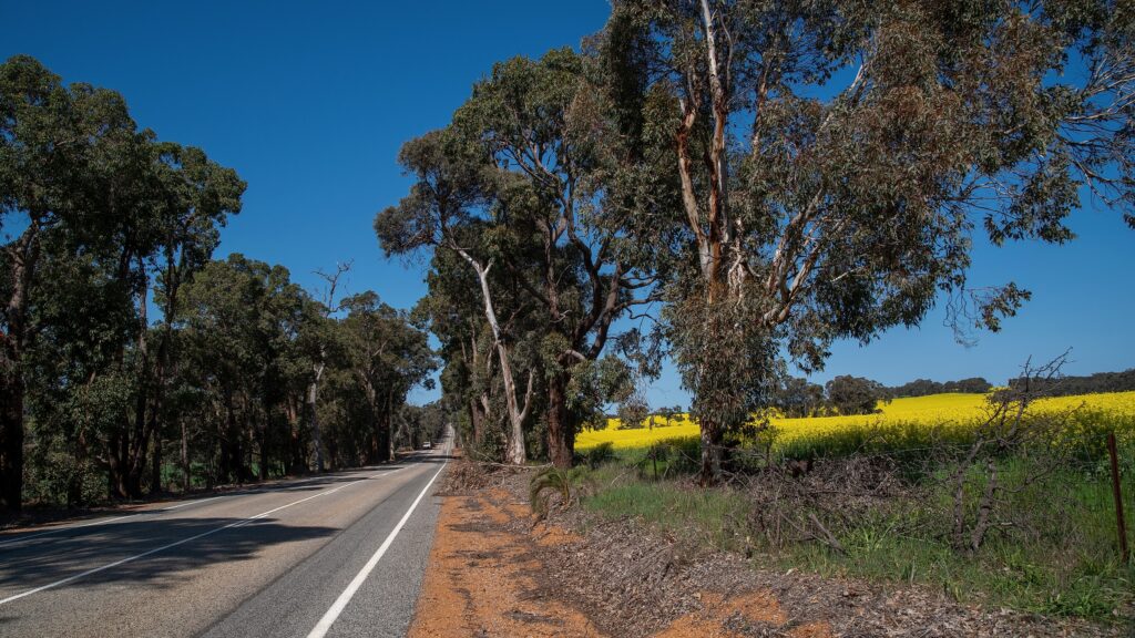 Canola field beside native eucalyptus woodland and a regional road near Julimar, Western Australia.