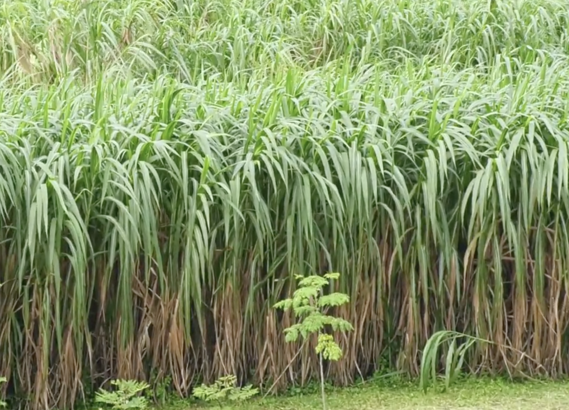 Napier stand with upright stems and green foliage