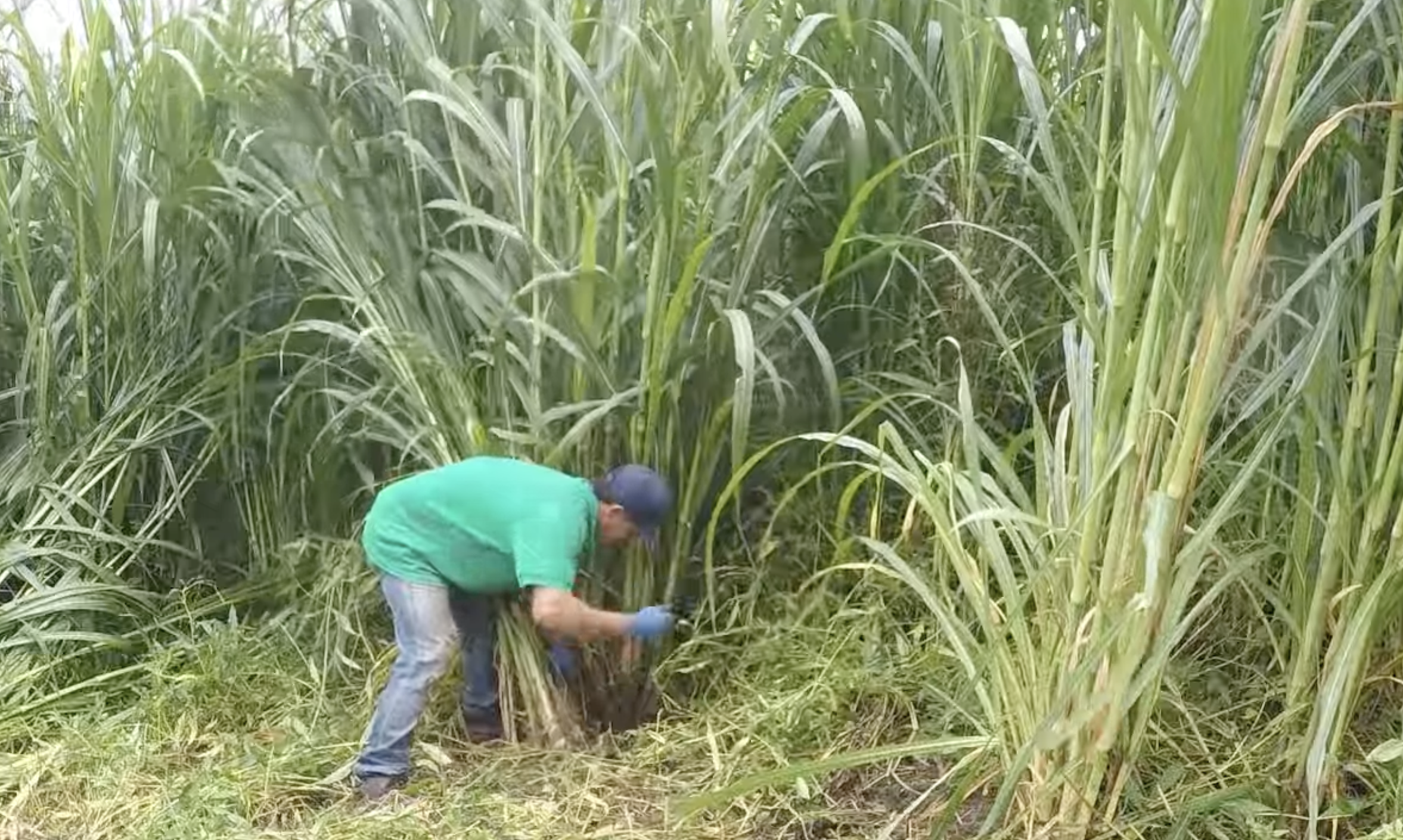 Manual cutting among tall Napier stems in an Indian field