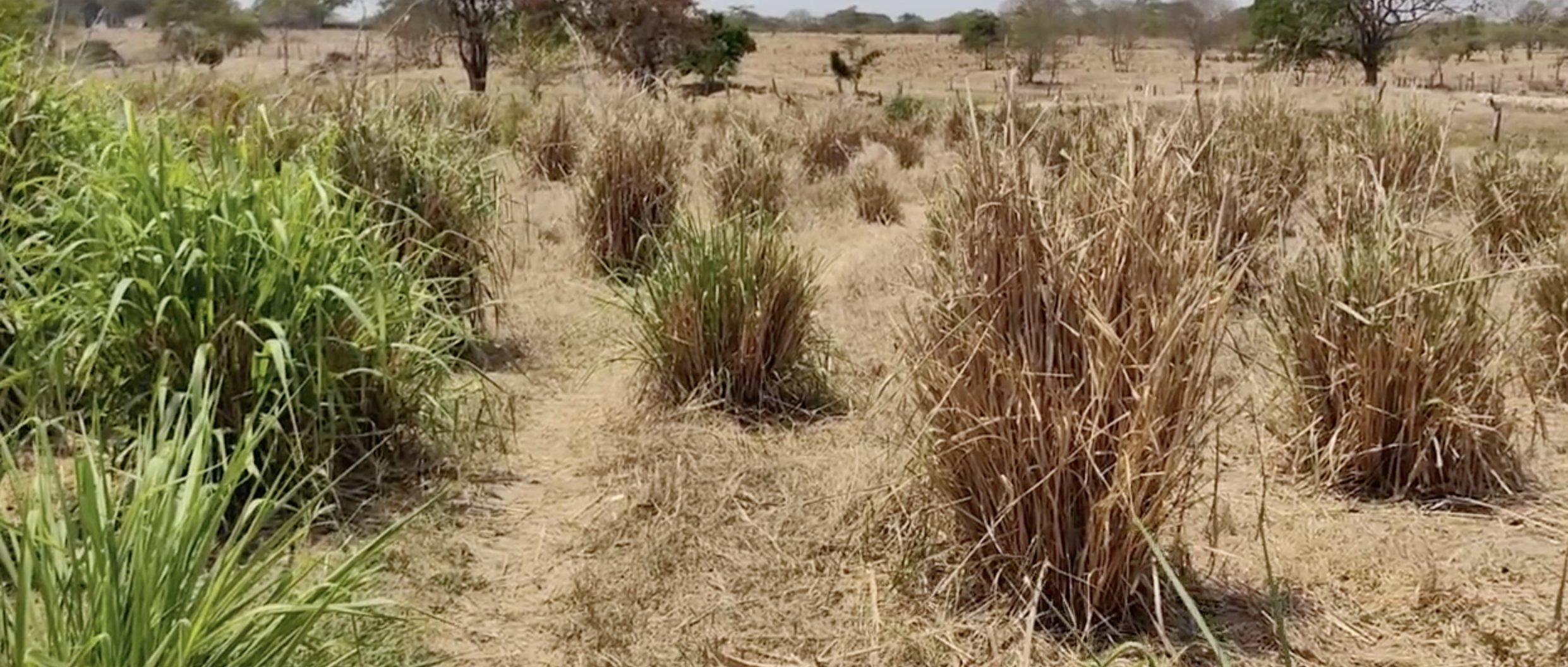Separated grass clumps with dry stems and variable green regrowth in an Indian field
