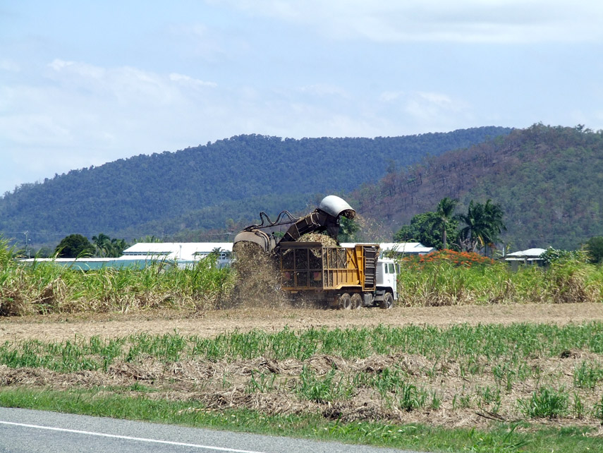Sugarcane harvester operating in Queensland, Australia