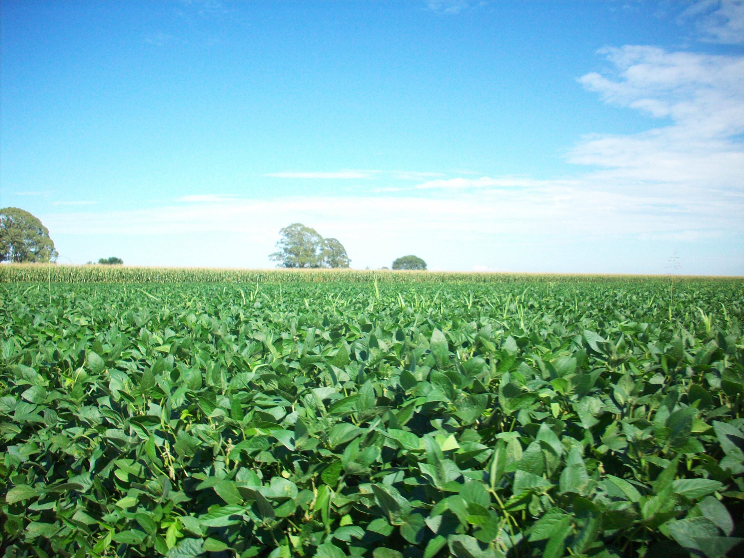Soybean crop near Runciman, Santa Fe province, Argentina