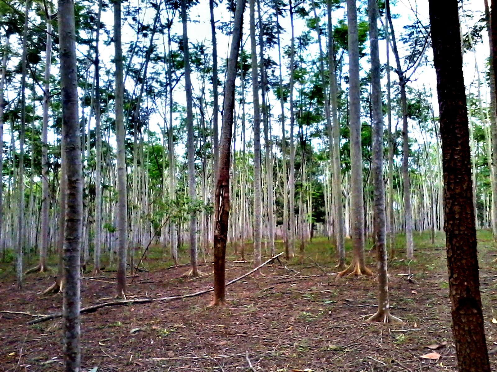 Paricá trees planted in rows, photographed in 2013. Brazil’s proposed rules would link native-tree planting records with harvest declarations and authorised timber transport.