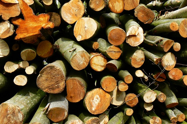 Beech logs at West Woods near Marlborough, United Kingdom, in May 2008. UPM specifies beech thinnings and sawmill residues for its Leuna refinery in Germany.