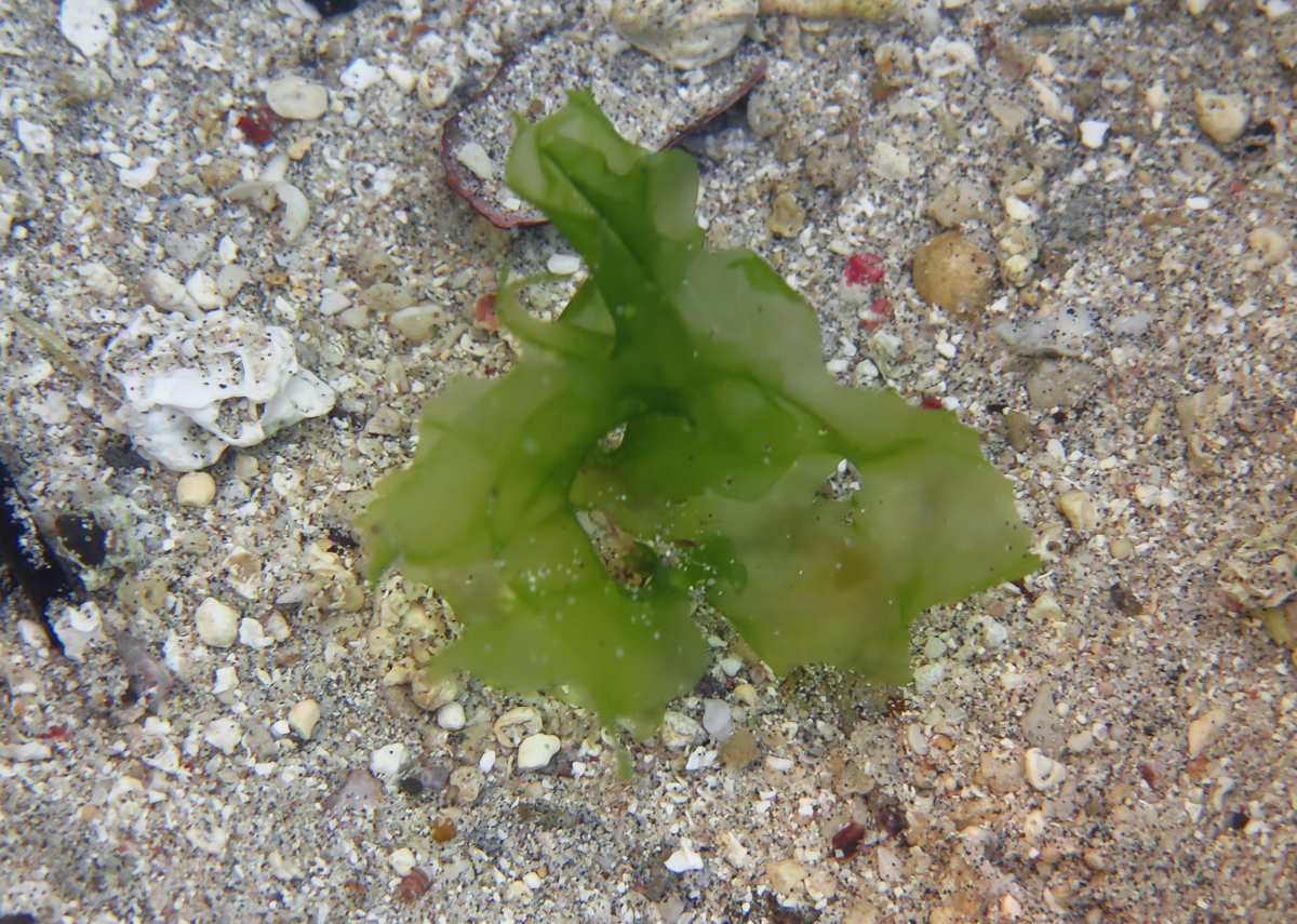 Ulva seaweed in Réunion, France, in 2016. An example of marine macroalgae studied for digestion; Zenco’s current disclosures leave its species unspecified.