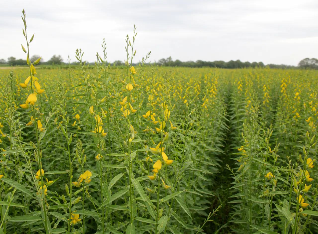 Crotalaria juncea growing as a subtropical intermediate cover crop