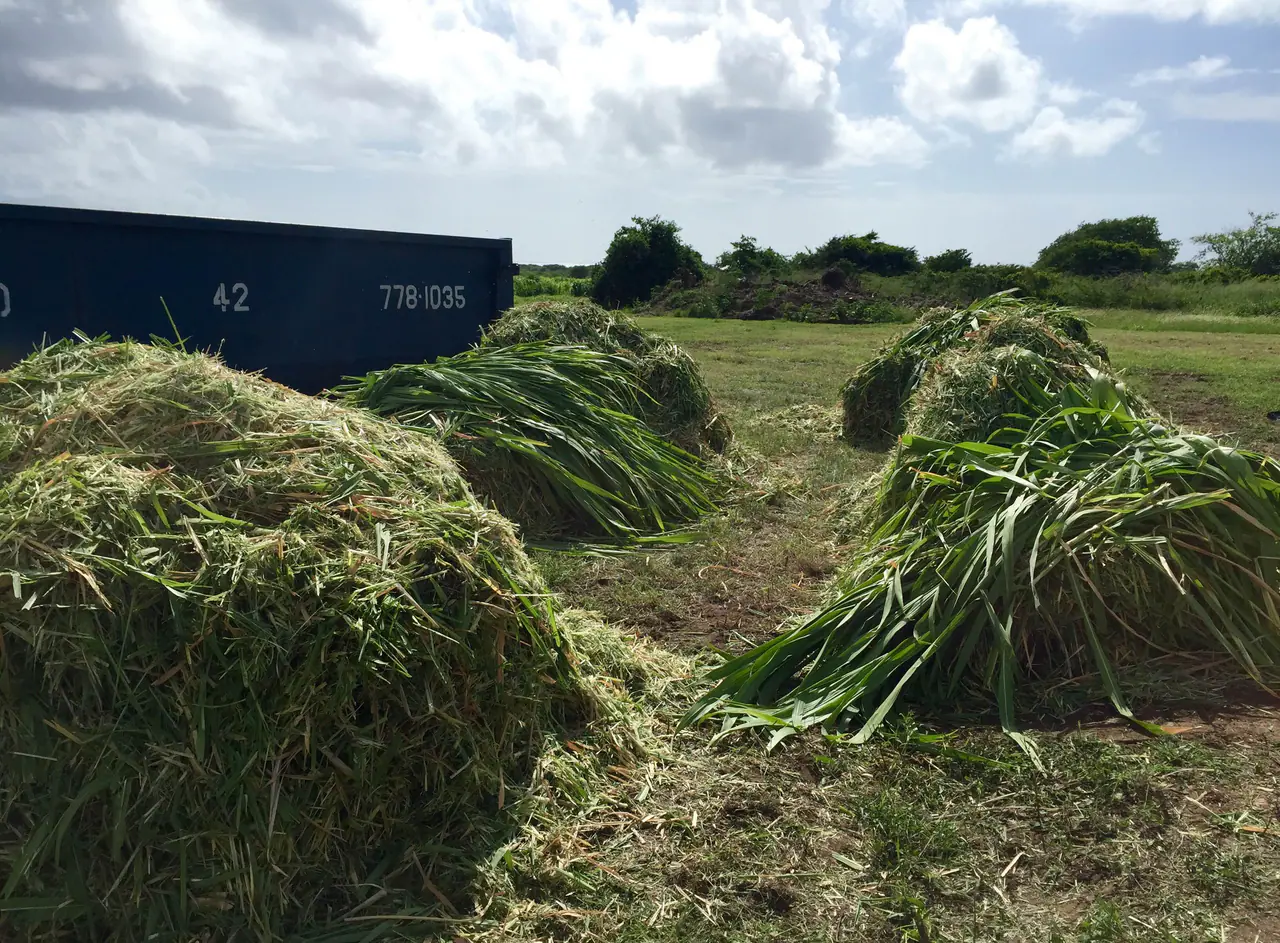 Fresh chopped biomass after harvest