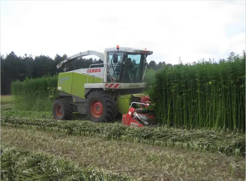 Industrial hemp crop