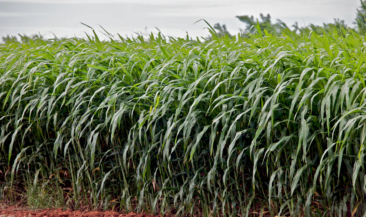 Dense annual biomass sorghum crop