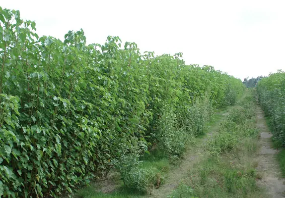 Kenaf crop beside a field road