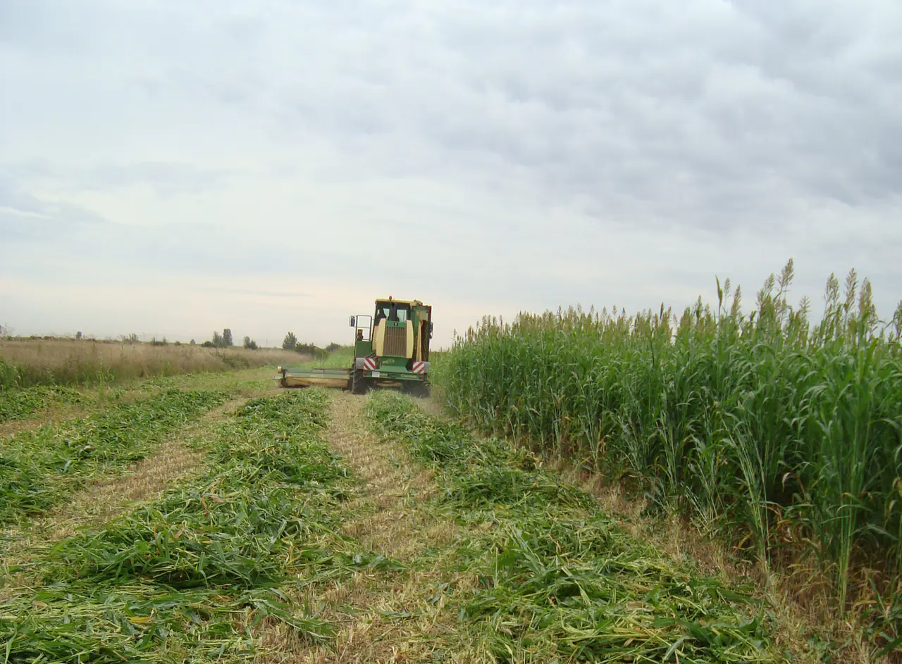 Biomass sorghum cut with a mower conditioner