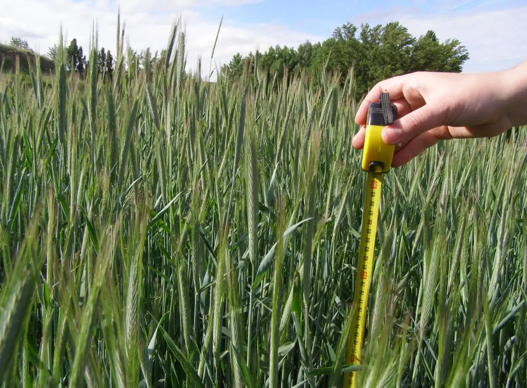 Winter rye crop assessed for whole-crop biomass production