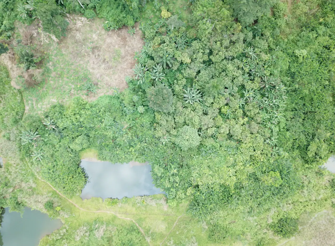 Aerial view of field blocks, access roads and surrounding land cover