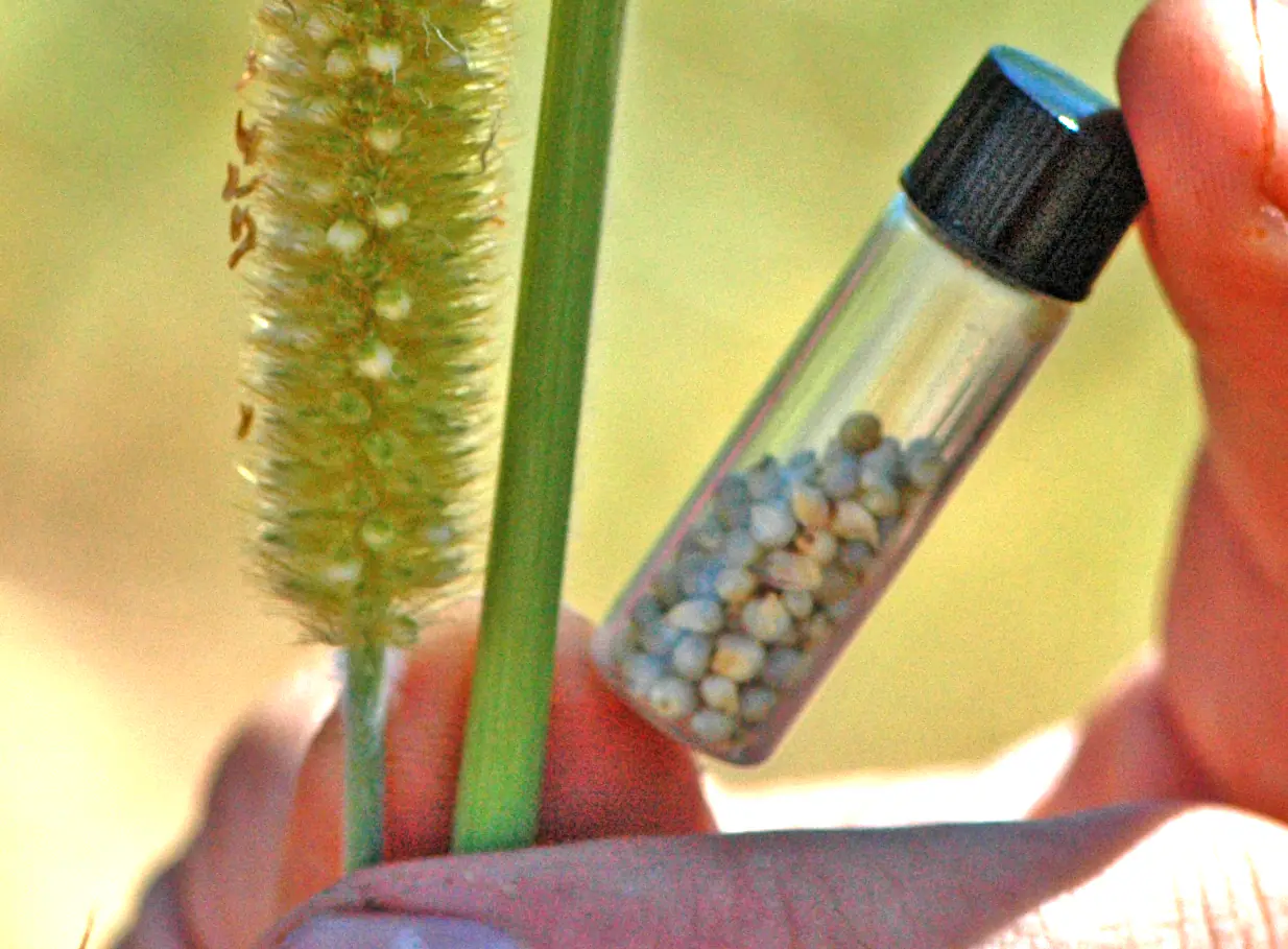 Harvested millet seed and crop head prepared for storage and quality assessment