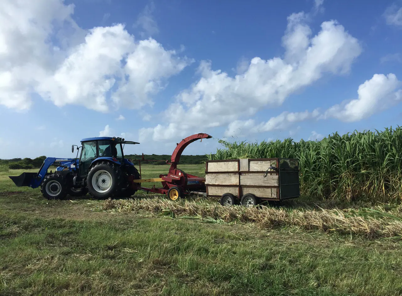 Mechanised fresh chopping of perennial grass into a wet feedstock logistics chain