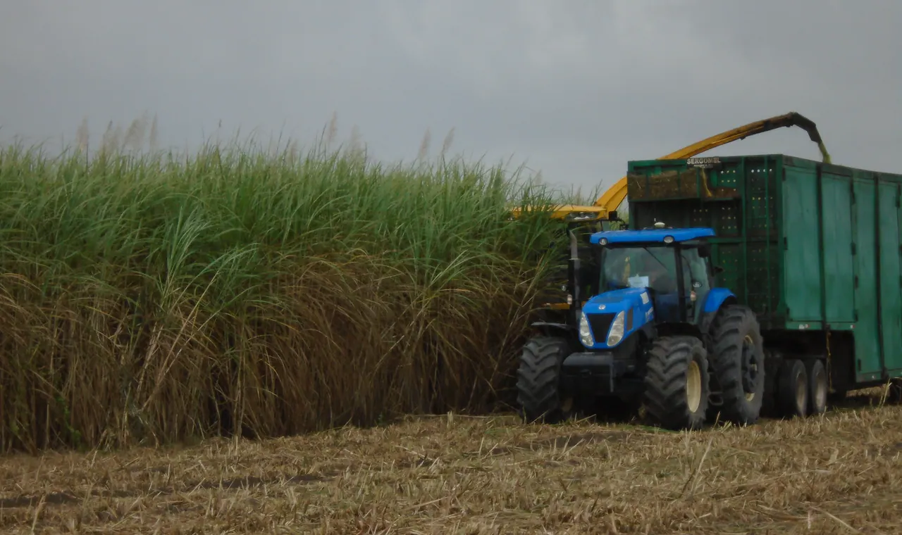 Mechanised energy-cane harvest supplying an industrial feedstock chain