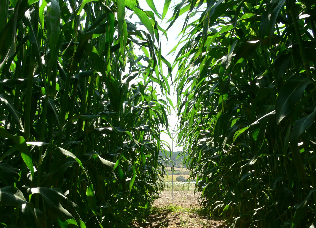 Tall annual biomass sorghum crop