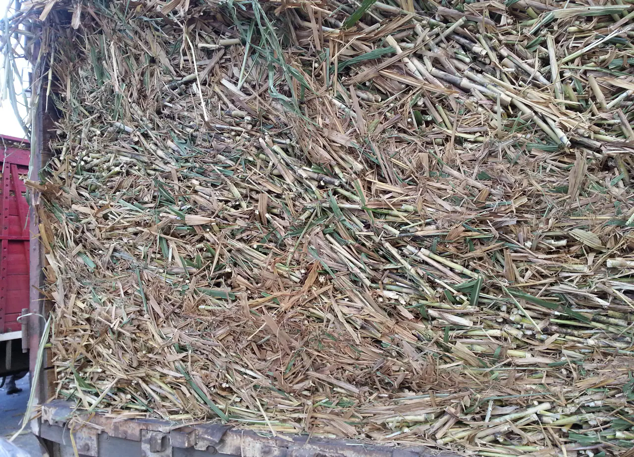 Chopped lignocellulosic feedstock ready for industrial delivery