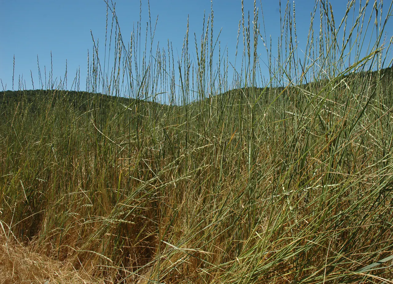 Tall wheatgrass trial in a dry temperate landscape