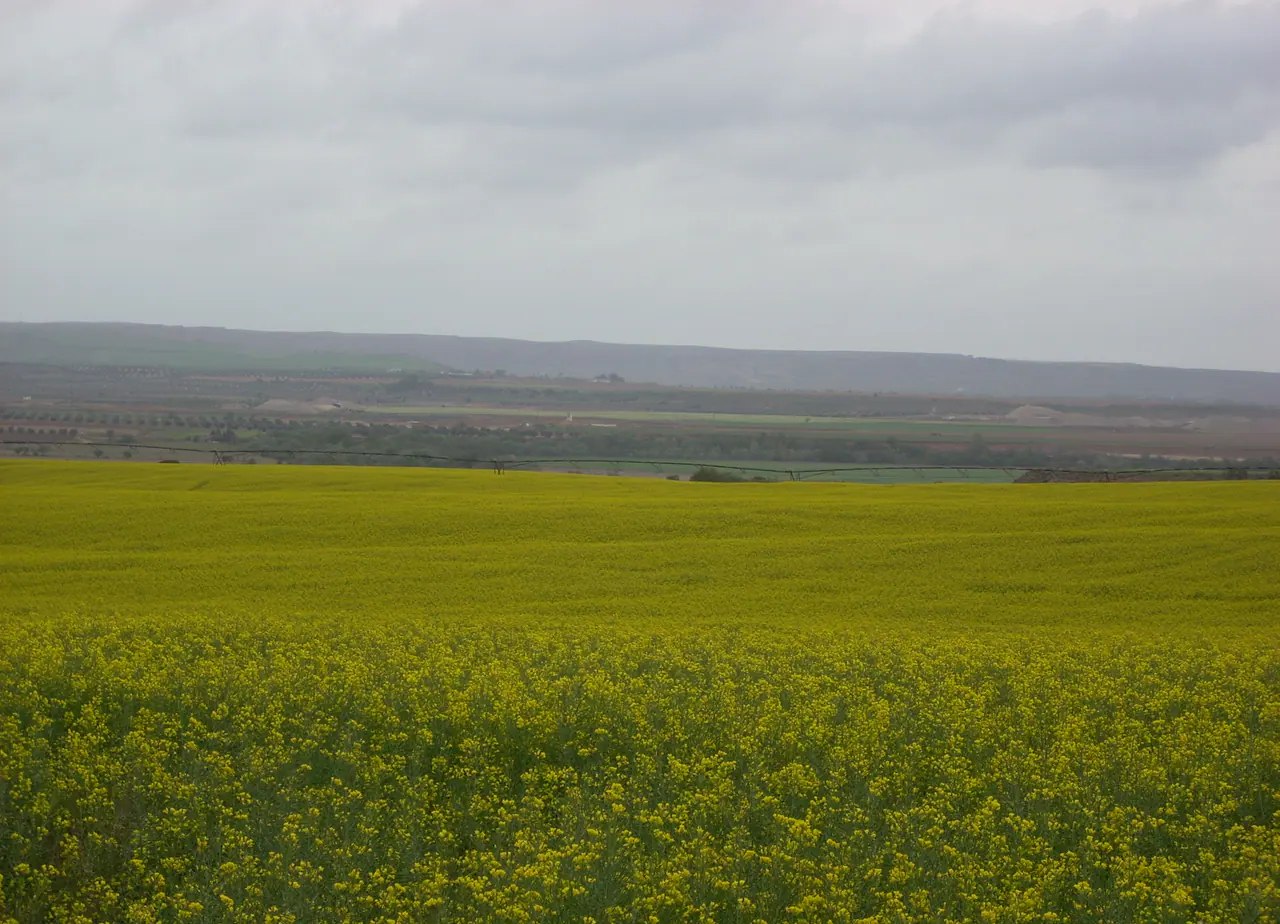 Large flowering rapeseed field in a dryland farming region