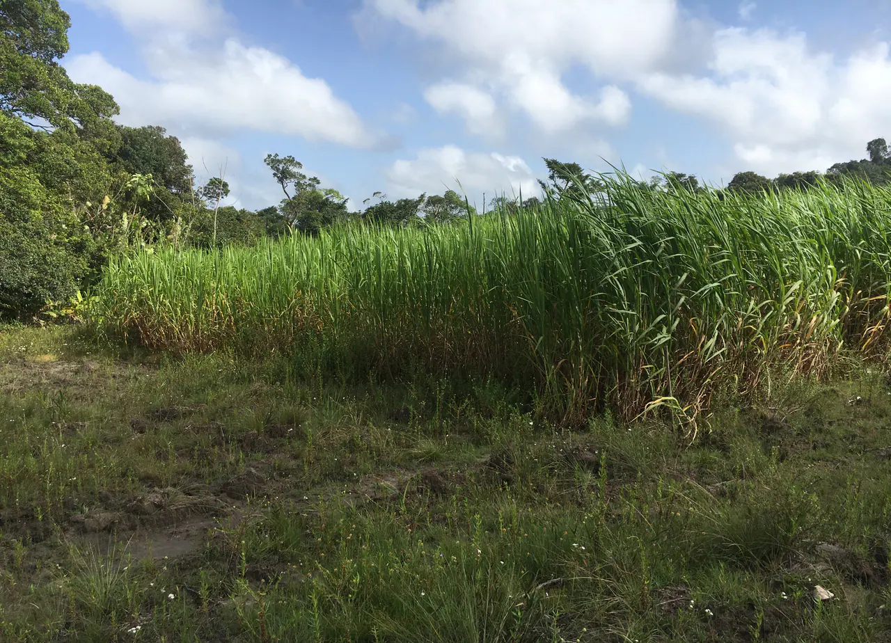 Commercial Napier grass crop under field management
