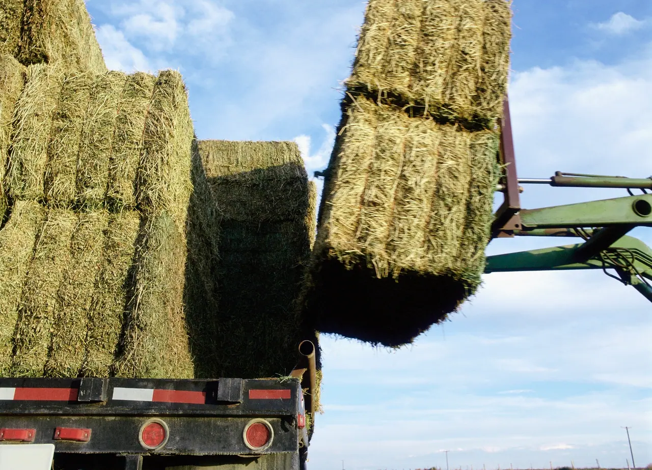 Large biomass bales being loaded for transport