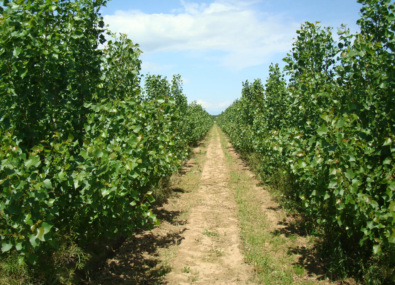 Rows of short-rotation poplar coppice