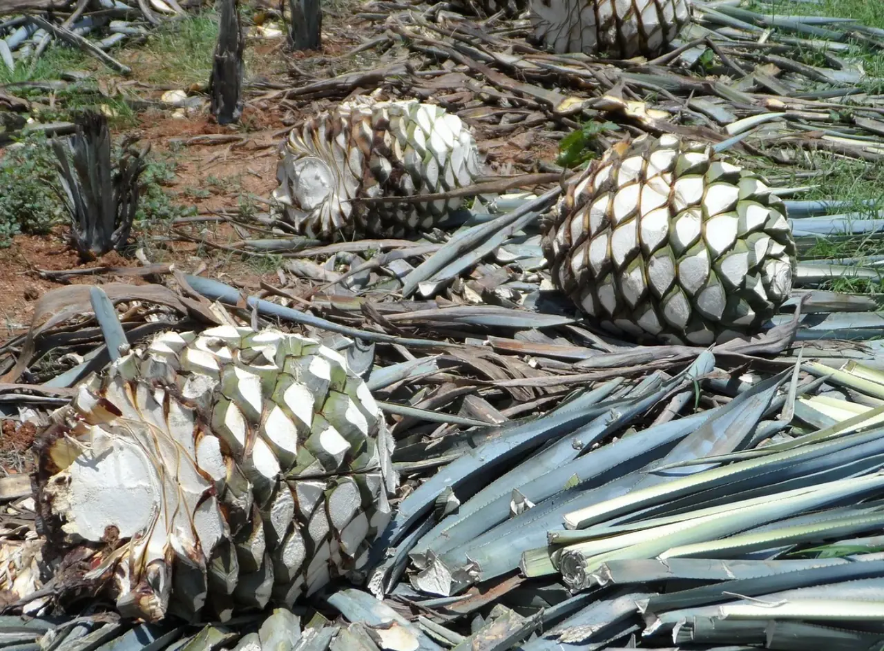 Harvested agave heads and leaves