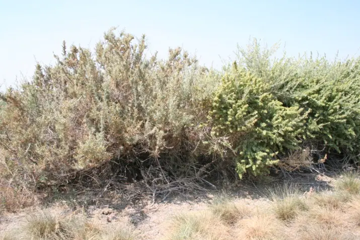 Atriplex nummularia shrubs in a dry production system